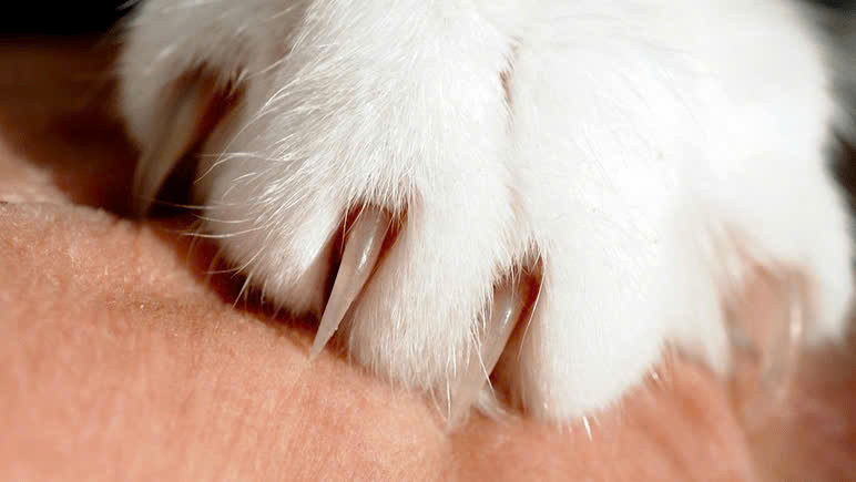 Cơ quan chức năng khuyến cáo nên tiêm ngừa bệnh dại nếu bị chó, mèo cào cắn (ảnh minh họa) Cơ quan chức năng khuyến cáo nên tiêm ngừa bệnh dại nếu bị chó, mèo cào cắn (ảnh minh họa)