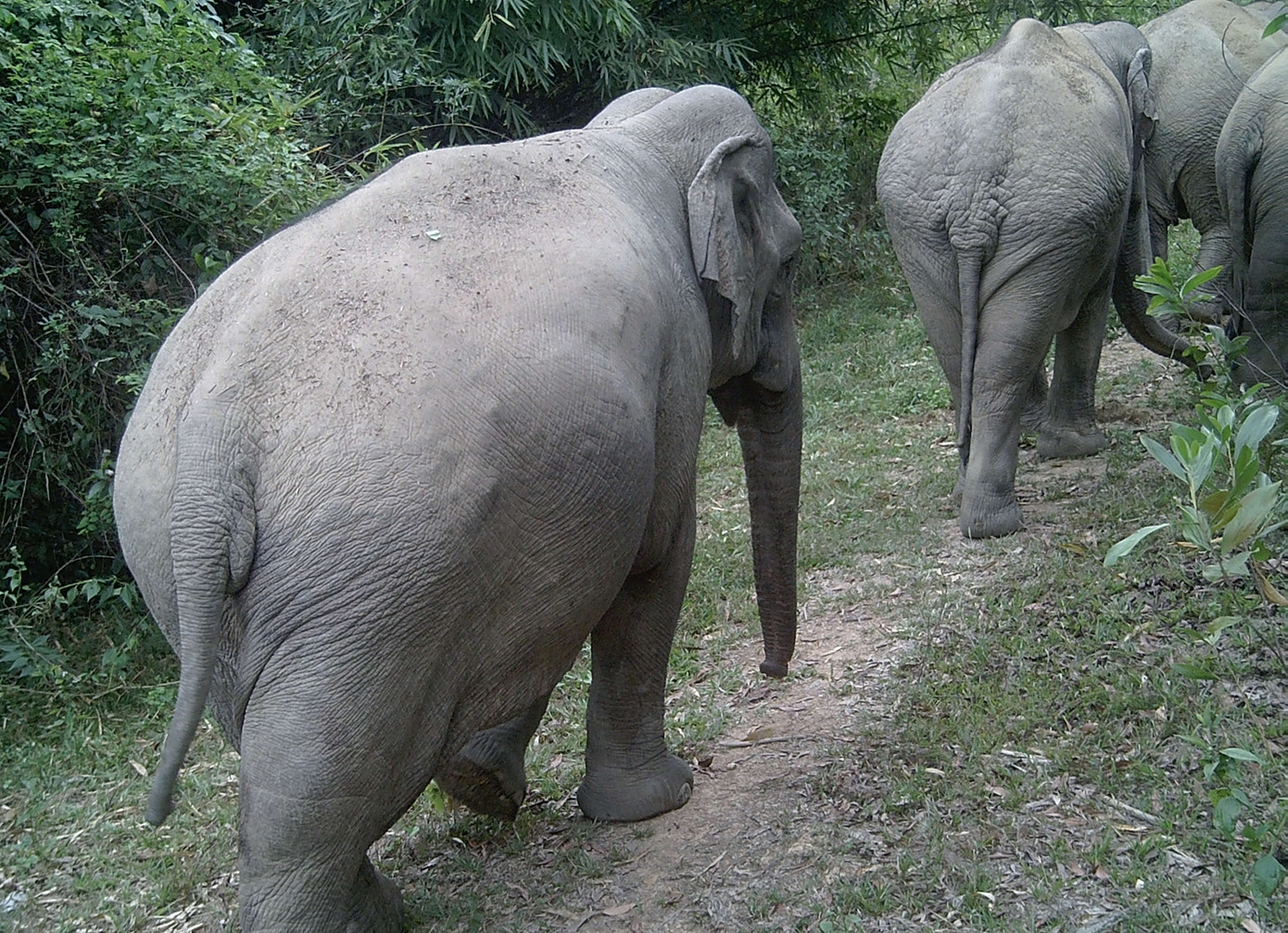 Đàn voi rừng tại Đồng Nai