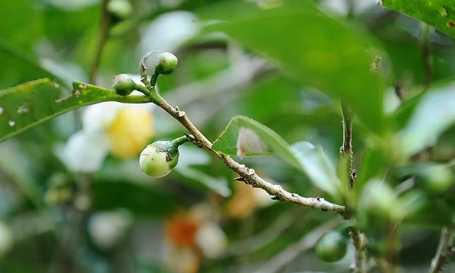 Cận cảnh cây chè tổ Suối Giàng có thân lớn trọn một vòng tay ảnh 10