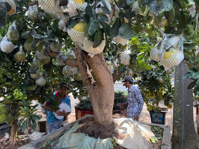 Nhân viên chăm sóc bưởi diễn bán Tết Nhân viên chăm sóc bưởi diễn bán Tết