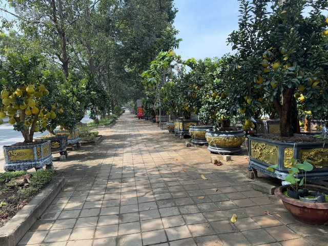 Bưởi diễn tập kết trên đường Mai Chí Thọ, TP Thủ Đức, TP HCM Bưởi diễn tập kết trên đường Mai Chí Thọ, TP Thủ Đức, TP HCM