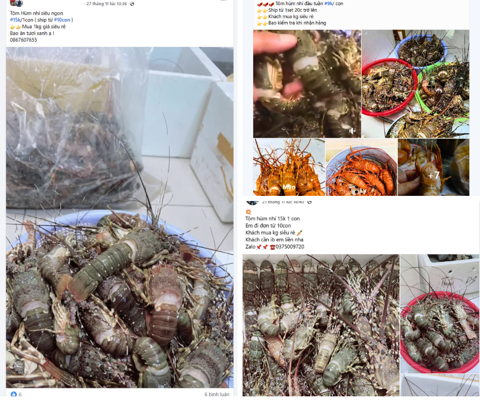 Tôm hùm nhí giá siêu rẻ được giao bán tràn lan trên chợ mạng