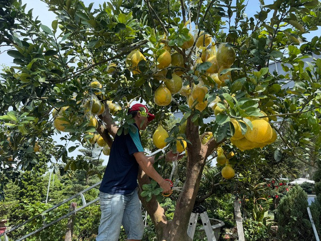 Tháo bọc từng trái bưởi Tháo bọc từng trái bưởi