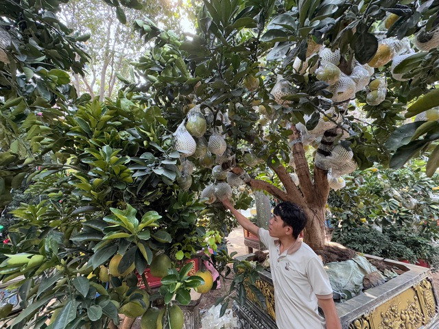 Cây bưởi có đến 70% là trái thật, còn 30% là trái ghép Cây bưởi có đến 70% là trái thật, còn 30% là trái ghép