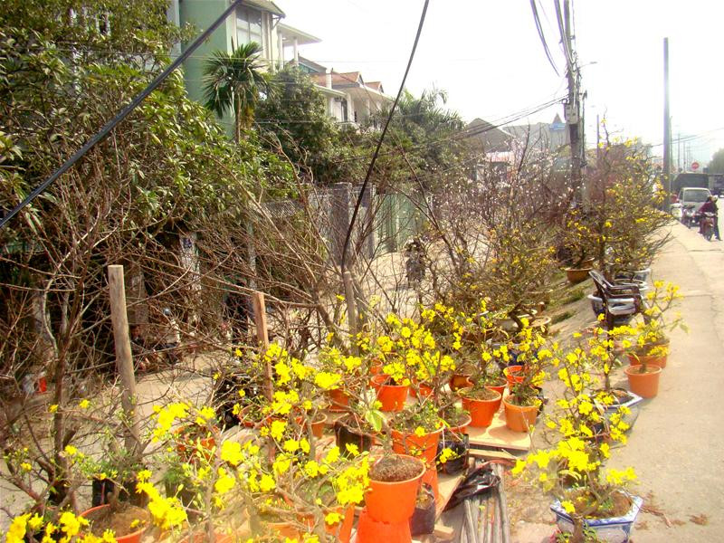 Mai Sài Gòn ra gặp nắng những ngày cuối đông Hà Nội nở tưng bừng, sáng rực cả góc phố. Một chậu mai giá từ 3-4 trăm nghìn đến hơn 2 triệu.