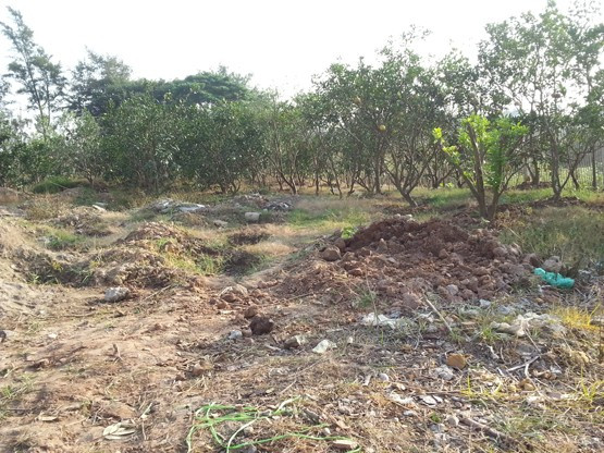 Vườn bưởi Diễn bị chặt đi để lấy đất xây nhà trọ. Vườn bưởi Diễn bị chặt đi để lấy đất xây nhà trọ