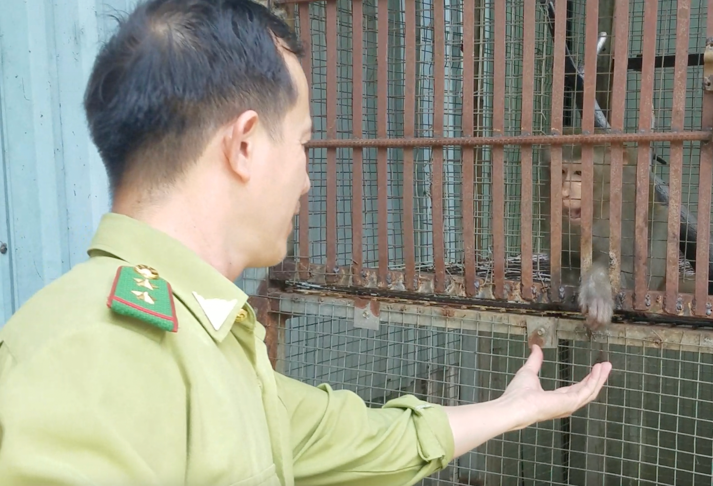 Con khỉ đuôi dài được bàn giao cho cán bộ kiểm lâm. Con khỉ đuôi dài được bàn giao cho cán bộ kiểm lâm.