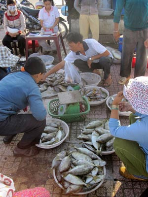 Bán mạng săn đỉa biển dưới đáy đại dương ảnh 3