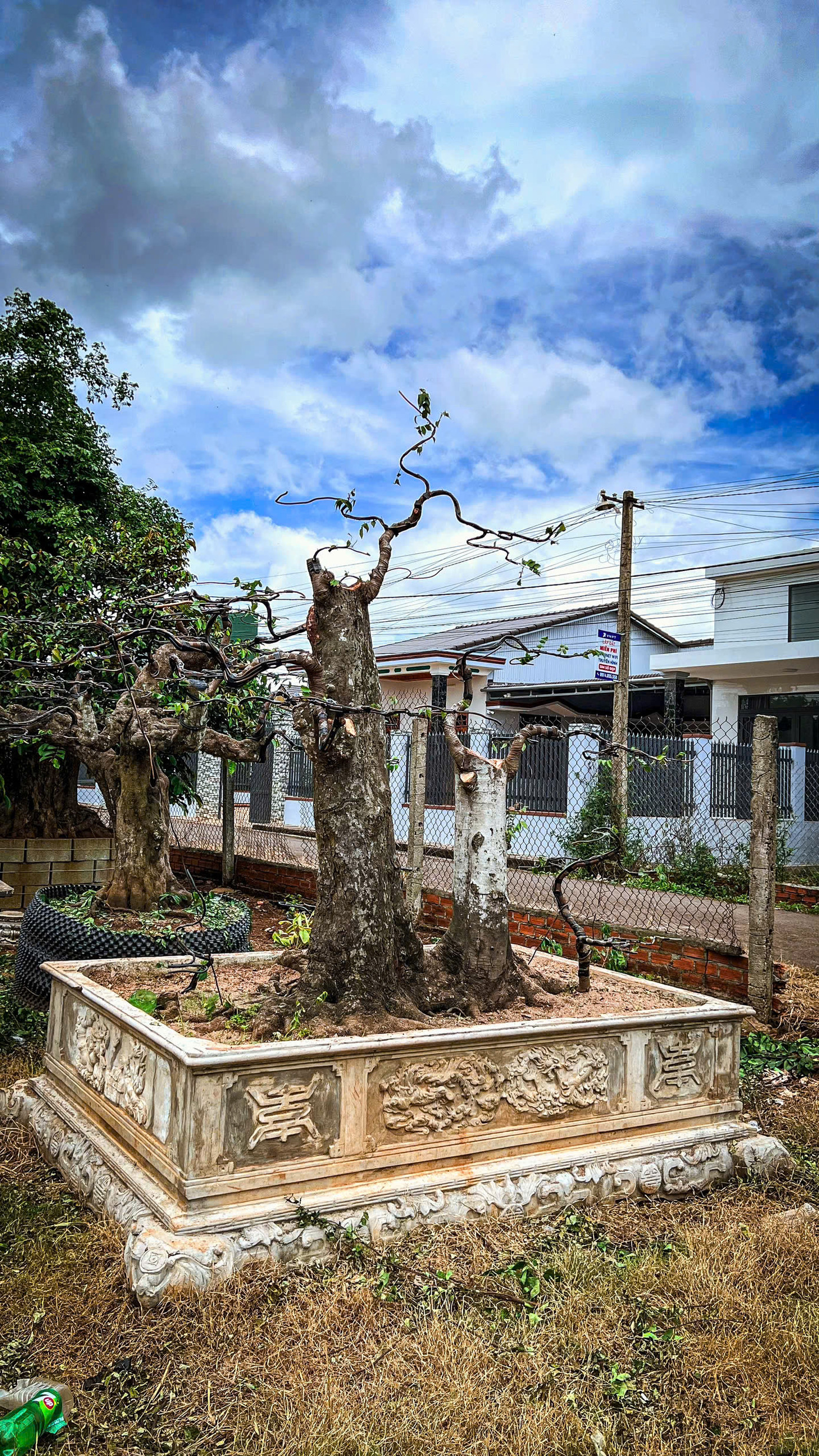 Cây khế chua “Phu thê quý tử” được đem đấu giá