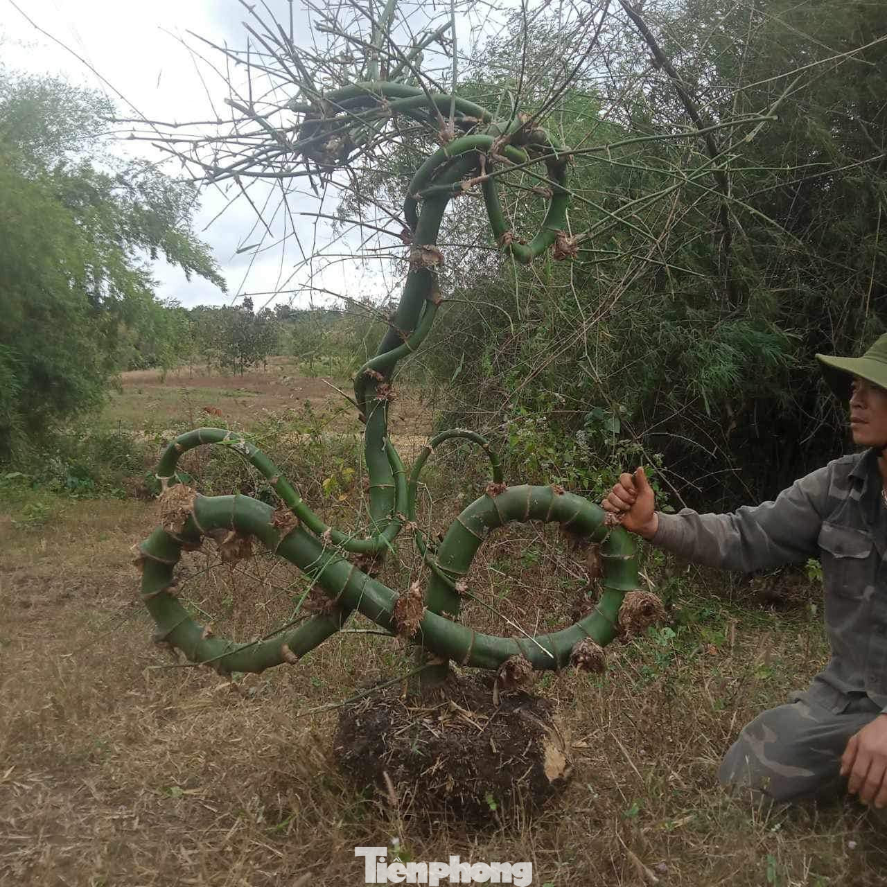 Mất khoảng 3 tiếng đồng hồ, hai người mới đào được cây tre này lên, tìm cách vận chuyển về nhà. Ban đầu, anh Vụ tính chặt về làm cái giá treo đèn, sau thấy tiếc nên đào cả bầu đất về để trồng.