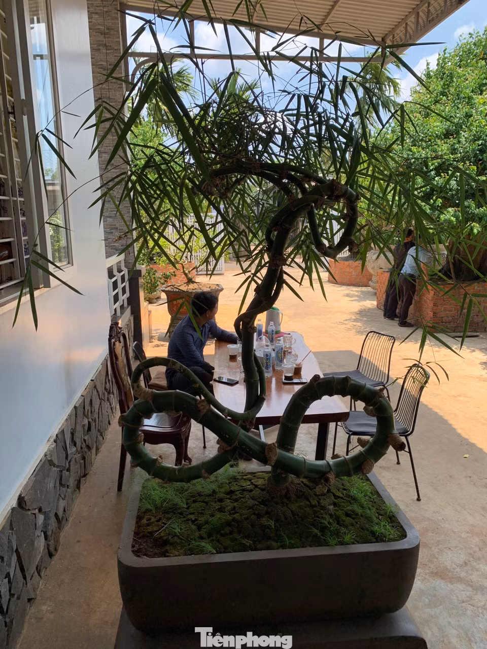 Cây tre được anh để ngay ngoài hiên nhà để khách đến chơi, uống nước ngắm cảnh thư giãn.