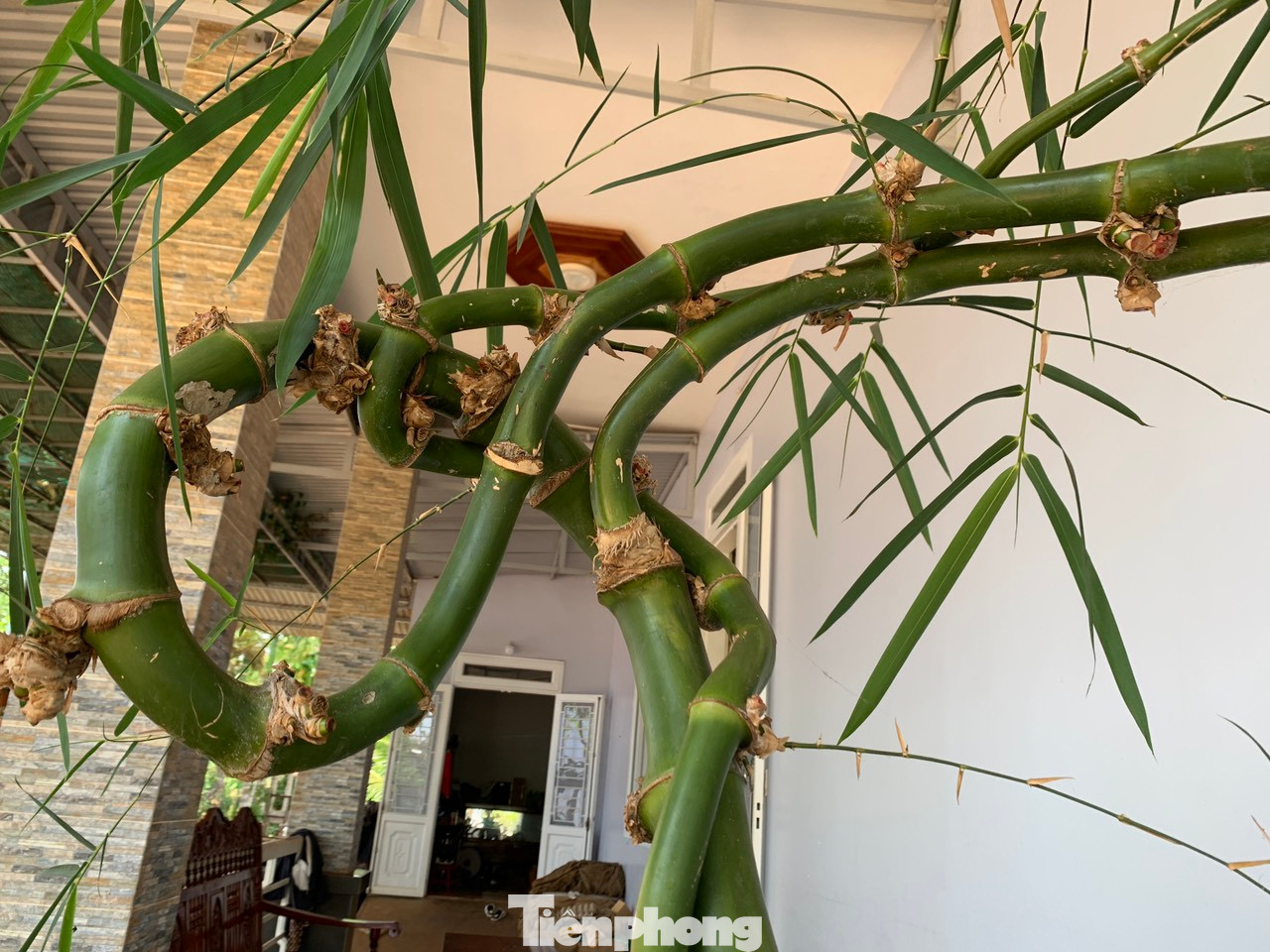 Sau khi mang tre về nhà, anh Thọ đã tỉa tót lại cho gọn, cắt bỏ một số cành không đẹp mắt