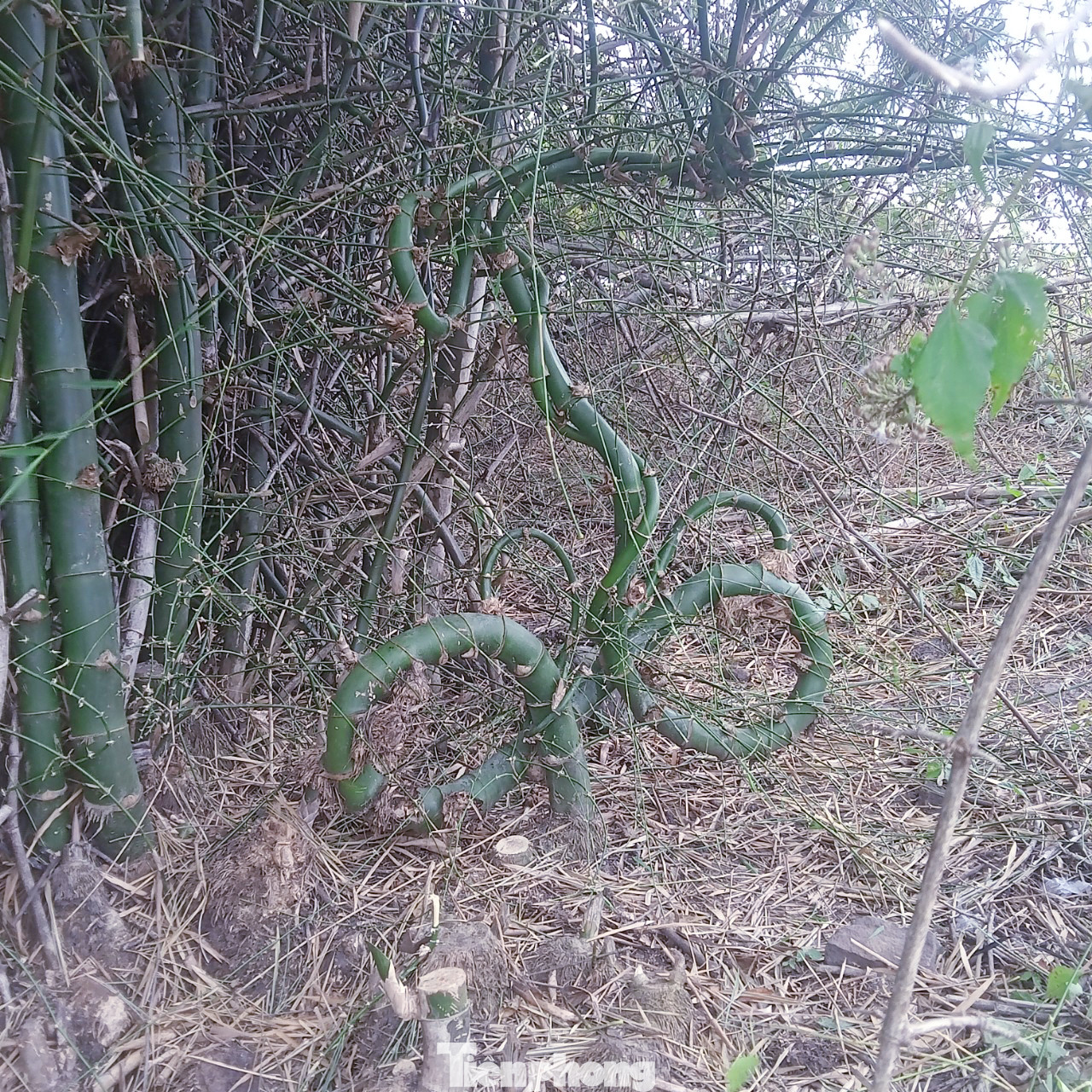 Anh Trần Văn Thọ (thường gọi Mody Trần), sinh năm 1992, trú xã Hòa Thuận, TP Buôn Ma Thuột, Đắk Lắk) hiện sở hữu cây tre độc lạ, hoàn toàn tự nhiên này.