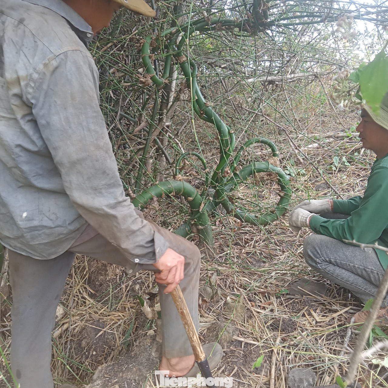 Qua anh Thọ, chúng tôi được biết, trước đó hai người dân đi làm rẫy ở xã Ea Wy, Huyện Ea H'leo, Đắk Lắk phát hiện cây tre này trong một bụi tre rậm rạp, đầy gai ven suối.
