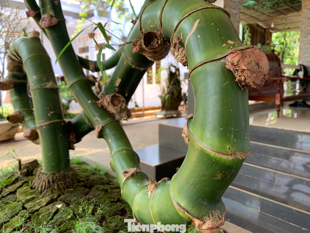 Là một người chơi cây cảnh bon sai khoảng 6-7 năm, đây là lần đầu tiên anh Thọ gặp cây tre tự nhiên có dáng hình độc đáo này.