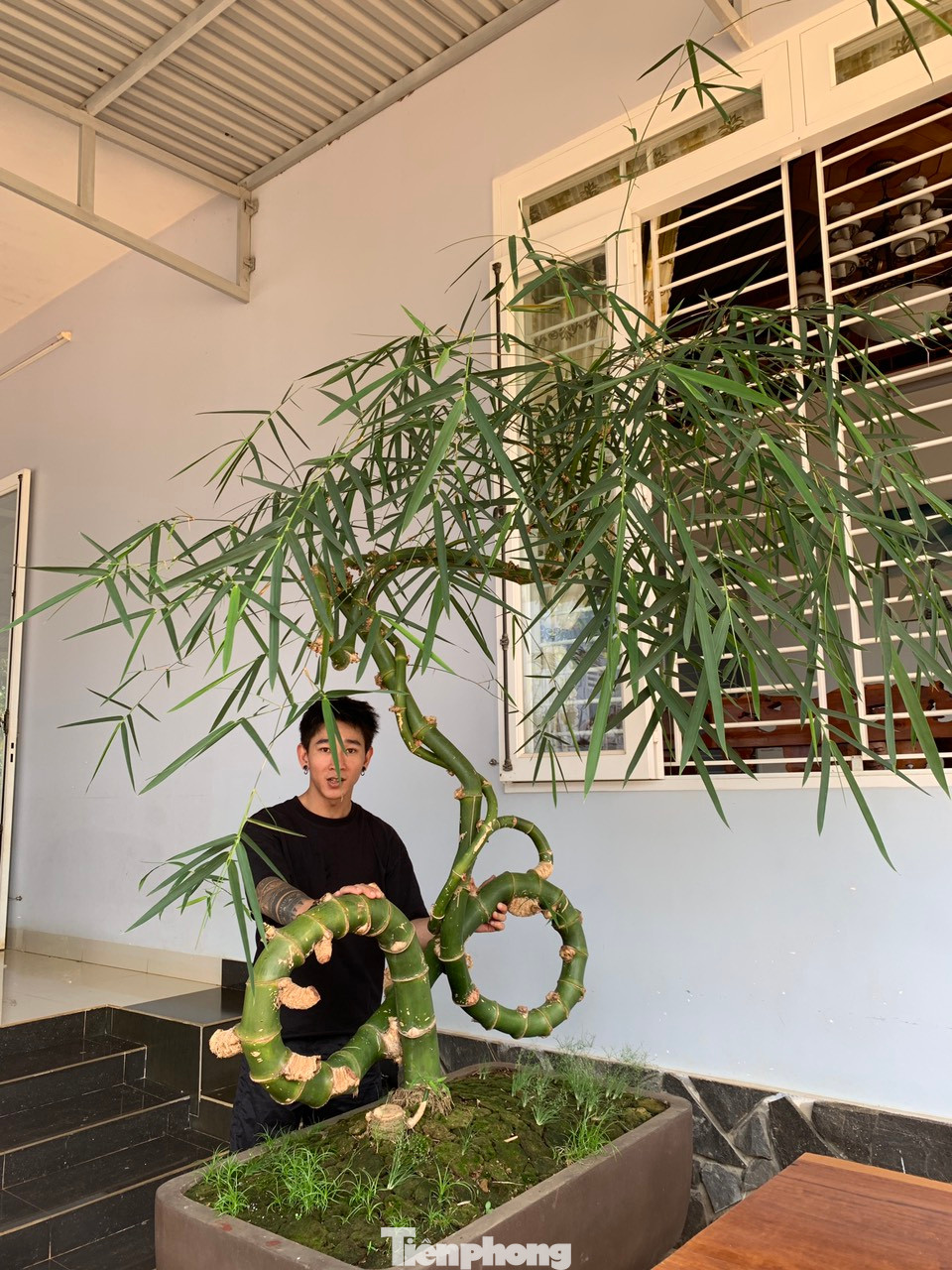 Theo anh Thọ, hiện một số người trả giá cây tre này trên 25 triệu đồng nhưng anh không bán, để chơi.