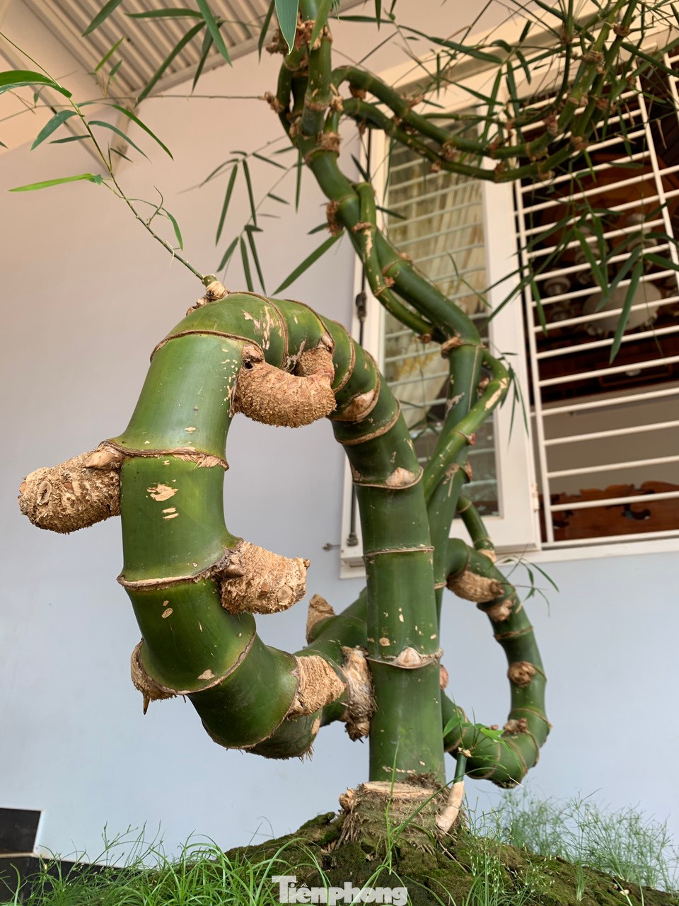 "Ở Việt Nam chưa tìm thấy cây tre thứ 2 nào hoàn hảo như này. Từ gốc đến ngọn đều một màu xanh đồng nhất, không loang lổ xanh vàng như những cây tre khác", anh Thọ cho hay.