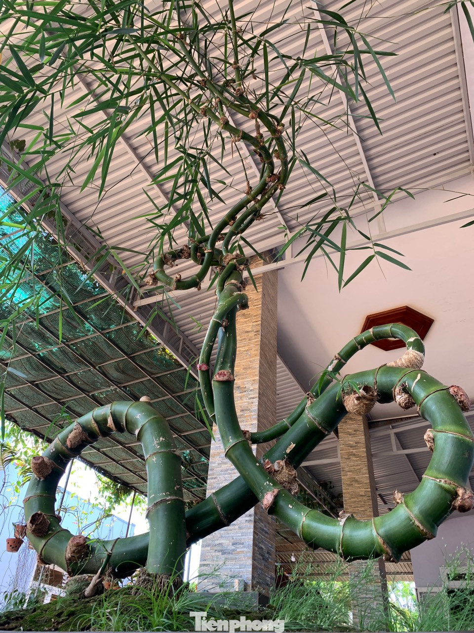 Sau khi chia sẻ thông tin qua mạng xã hội và một số kênh, lập tức có một phụ nữ đến hỏi mua cây tre này của anh Vụ, rồi bán lại cho một người khác bên Gia Lai.