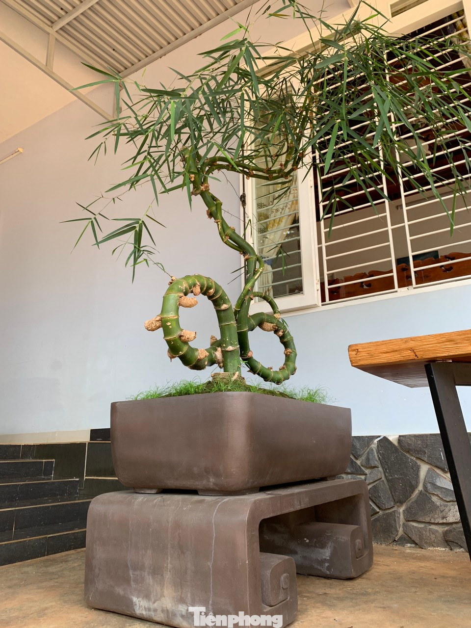 Gốc tre uốn thành hình như dạng vô cực. Anh Thọ cũng đặt làm một chậu cảnh màu đất nâu cho phù hợp với dáng thân tre.