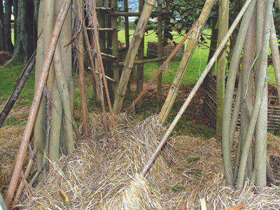 Chùm rễ của cây đa hậu duệ. Chùm rễ của cây đa hậu duệ