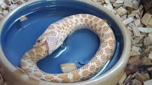 Rắn độc quằn quại tự tử bằng cách cắn chính mình - ảnh 4 Hình ảnh Rắn độc quằn quại tự tử bằng cách cắn chính mình số 4