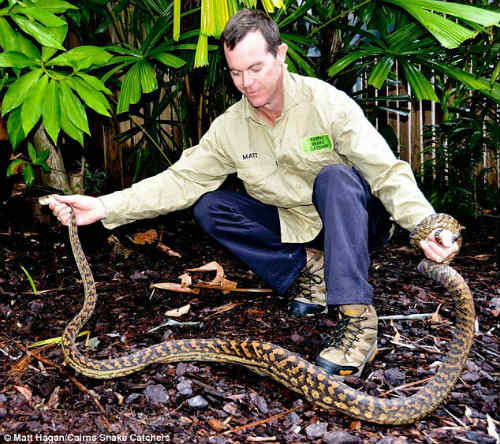 Rắn độc quằn quại tự tử bằng cách cắn chính mình - ảnh 1 Hình ảnh Rắn độc quằn quại tự tử bằng cách cắn chính mình số 1