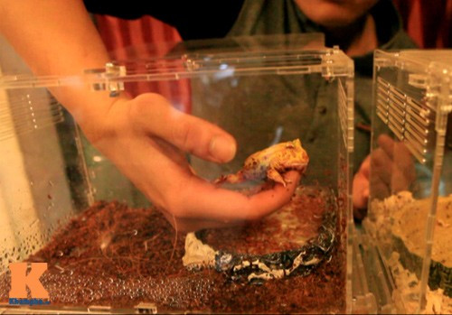 Ếch Pacman là loài vật khá thân thiện, người chơi có thể thoải mái chơi đùa mà không lo sợ bị tấn công