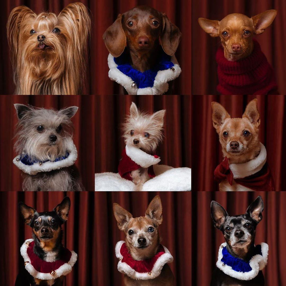 Demi Moore chia sẻ khoảnh khắc đáng yêu của dàn chó cưng.