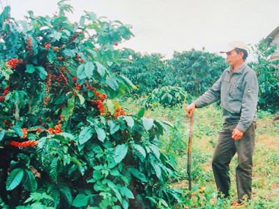 Vì Tòa xử sai, ông Hiệp chưa bao giờ được hái cà phê trên rẫy của ông