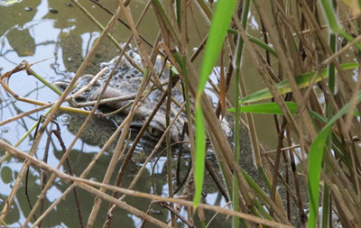 Cá sấu trốn trong ao đìa