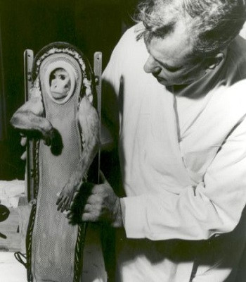 Những phi hành gia động vật từng bay vào vũ trụ ảnh 1