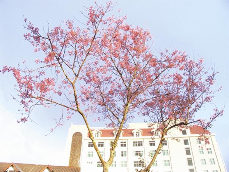 Mai anh đào khoe sắc trên đường phố