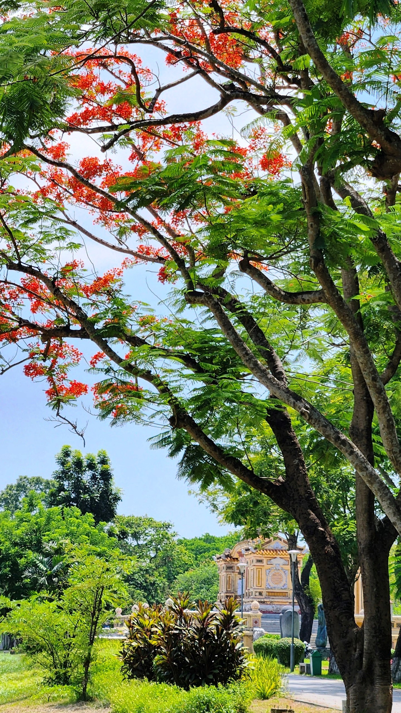 Huế đang thực hiện đề án “thành phố bốn mùa hoa”. Trong khi, mai vàng đã được lựa chọn là loại hoa đặc trưng cho mùa xuân Cố đô, thì phượng vĩ có thể là một đại diện tiêu biểu cho loài hoa mùa hè đầy ấn tượng của vùng đất đầy thơ mộng này. Ảnh: Ngọc Văn