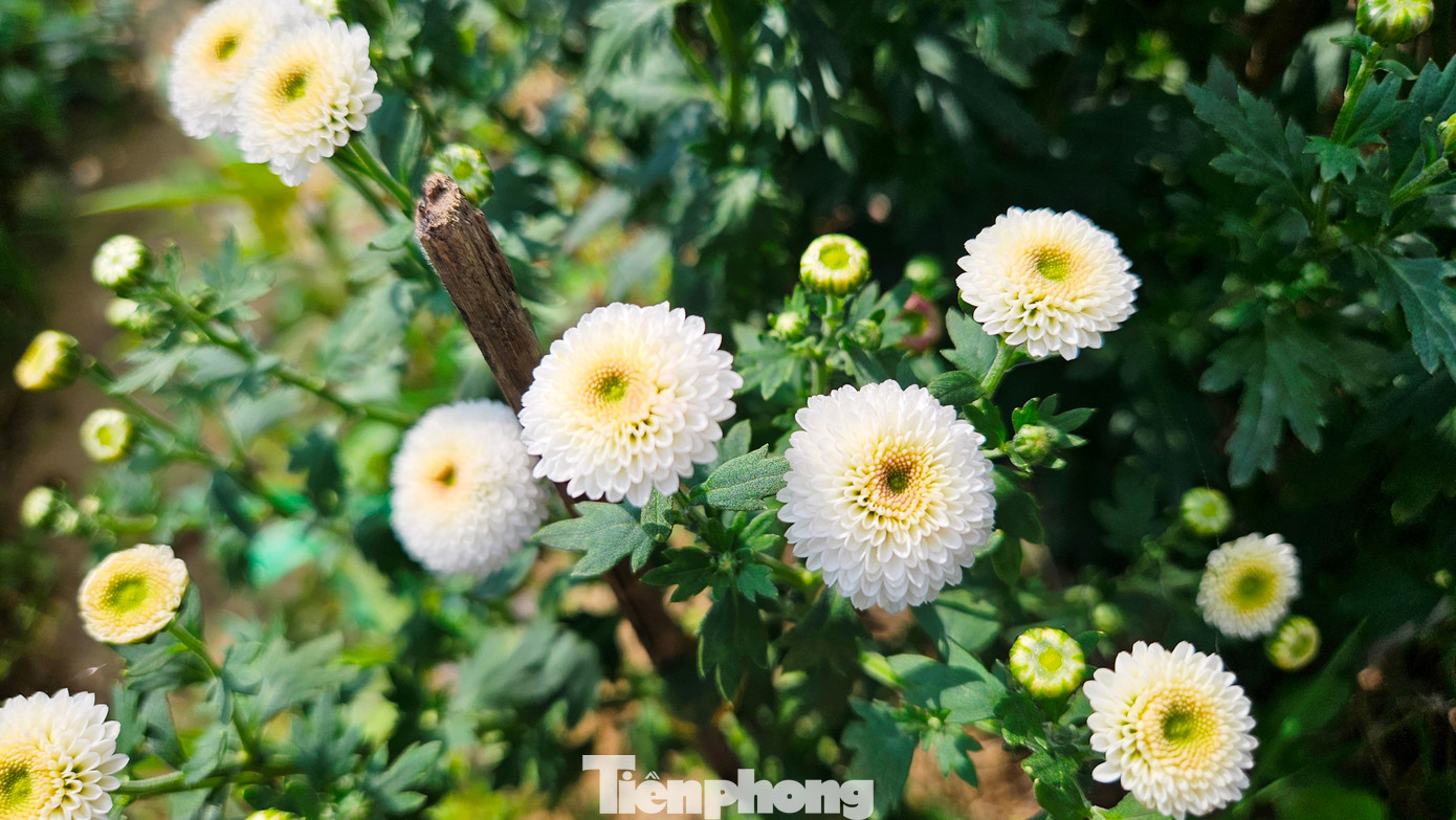 Tại làng hoa Tiên Nộn (phường Dương Nỗ, quận Thuận Hóa, TP. Huế), nhiều giống hoa Tết được nông dân gieo trồng, nhằm đa dạng sản phẩm phục vụ người chơi hoa xuân, như hoa chậu, hoa cảnh, cúc mâm xôi, cúc màu, thược dược, mào gà, dạ yến thảo, ly ly, lan, vạn thọ…