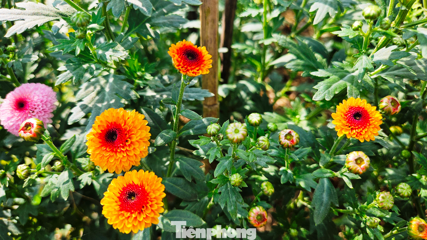 Tại làng hoa Tiên Nộn (phường Dương Nỗ, quận Thuận Hóa, TP. Huế), nhiều giống hoa Tết được nông dân gieo trồng, nhằm đa dạng sản phẩm phục vụ người chơi hoa xuân, như hoa chậu, hoa cảnh, cúc mâm xôi, cúc màu, thược dược, mào gà, dạ yến thảo, ly ly, lan, vạn thọ…