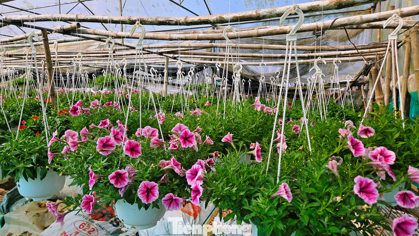 Tại làng hoa Tiên Nộn (phường Dương Nỗ, quận Thuận Hóa, TP. Huế), nhiều giống hoa Tết được nông dân gieo trồng, nhằm đa dạng sản phẩm phục vụ người chơi hoa xuân, như hoa chậu, hoa cảnh, cúc mâm xôi, cúc màu, thược dược, mào gà, dạ yến thảo, ly ly, lan, vạn thọ…