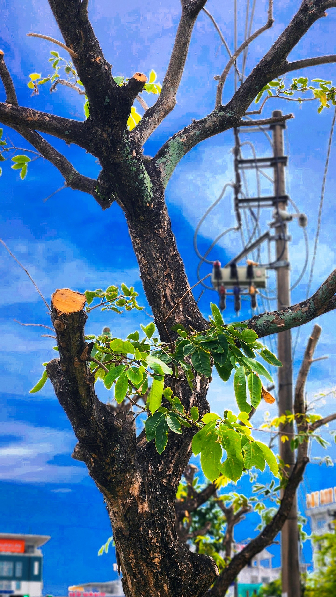 Theo ông Lê Như Chinh - Giám đốc Trung tâm Công viên Cây xanh Huế, việc cưa cành, tỉa ngọn cây xanh trên đường Phạm Văn Đồng do đơn vị này thực hiện. Ảnh: Ngọc Văn