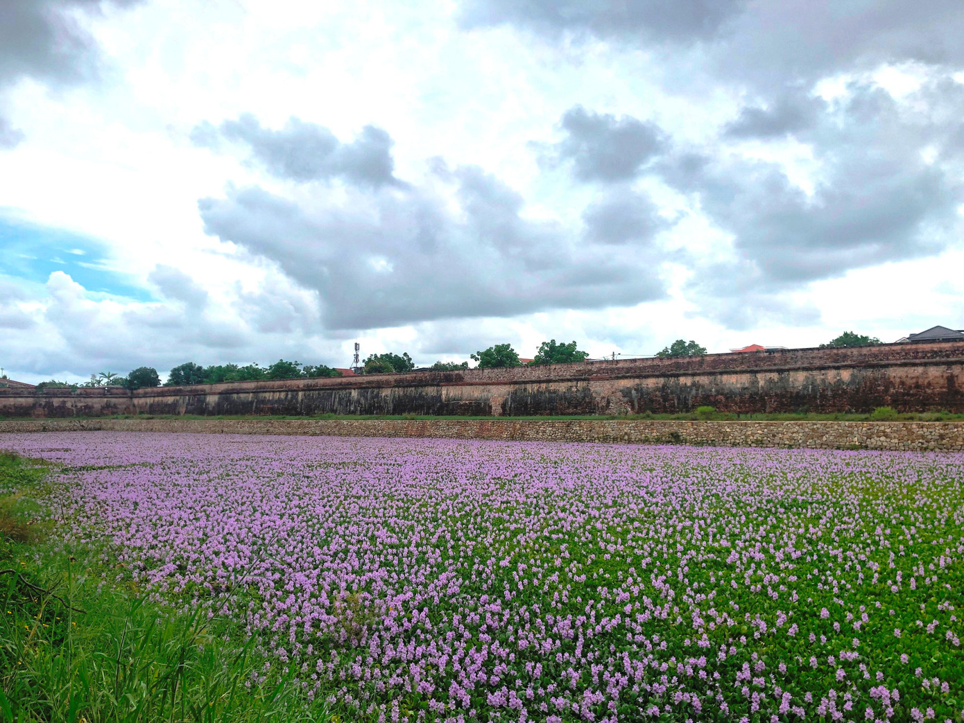 Tấm thảm hoa lục bình tím biếc như kéo dài miên man theo chân bờ Kinh thành Huế.