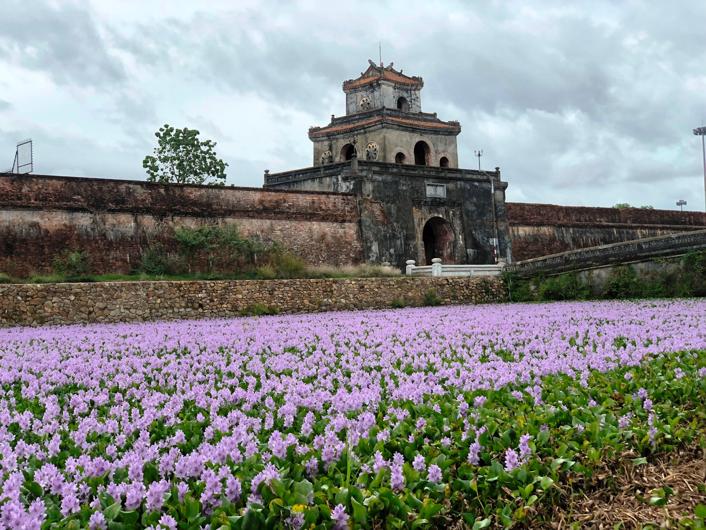 Theo trục đường Trần Hưng Đạo rẽ vào hướng Thành Nội (Kinh thành Huế), nhiều người dân không khỏi bị hút mắt bởi sắc tím của bạt ngàn hoa lục bình đua trải dài tạo thành một tấm thảm tím khổng lồ bao quanh thành quách cổ kính rêu phong.