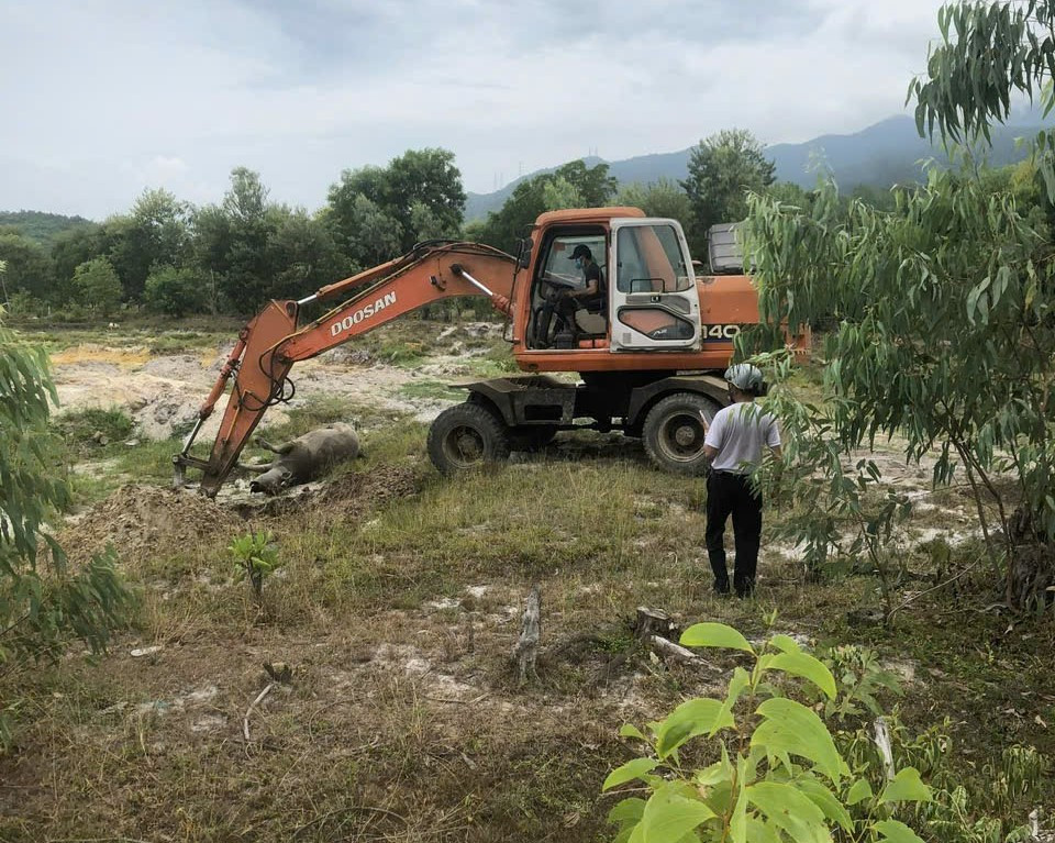 Tổ chức chôn lấp, tiêu hủy trâu chết do mắc tụ huyết trùng. Ảnh: CTXCC Tổ chức chôn lấp, tiêu hủy trâu chết do mắc tụ huyết trùng. Ảnh: CTXCC
