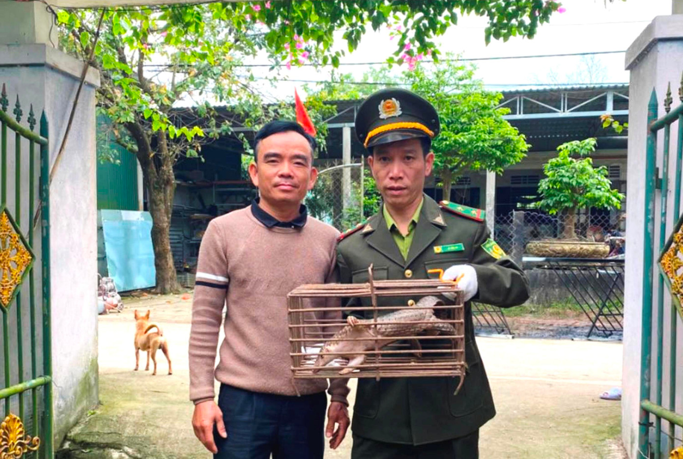 Cá thể tê tê Java quý hiếm do người dân tự nguyện giao nộp. Cá thể tê tê Java quý hiếm do người dân tự nguyện giao nộp.