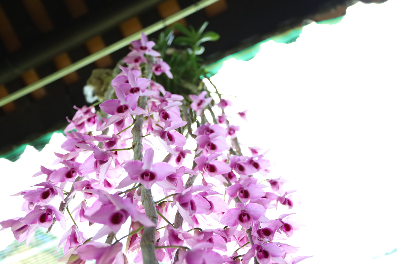 Triển lãm kéo dài đến hết ngày 2/5/2025, trùng dịp nghỉ lễ 30/4-1/5, dự kiến thu hút hàng vạn lượt khách. Đặc biệt, từ 18h-21h30 mỗi đêm (từ 26/4-1/5), các khu vực di tích như phủ Nội Vụ, vườn Thiệu Phương và vườn Cơ Hạ (Đại Nội Huế) sẽ mở cửa miễn phí phục vụ du khách, người dân đến khám phá vẻ đẹp của Đại Nội về đêm, trải nghiệm, thưởng lãm những tác phẩm nghệ thuật của nghệ nhân 3 miền. Triển lãm kéo dài đến hết ngày 2/5/2025, trùng dịp nghỉ lễ 30/4-1/5, dự kiến thu hút hàng vạn lượt khách. Đặc biệt, từ 18h-21h30 mỗi đêm (từ 26/4-1/5), các khu vực di tích như phủ Nội Vụ, vườn Thiệu Phương và vườn Cơ Hạ (Đại Nội Huế) sẽ mở cửa miễn phí phục vụ du khách, người dân đến khám phá vẻ đẹp của Đại Nội về đêm, trải nghiệm, thưởng lãm những tác phẩm nghệ thuật của nghệ nhân 3 miền.