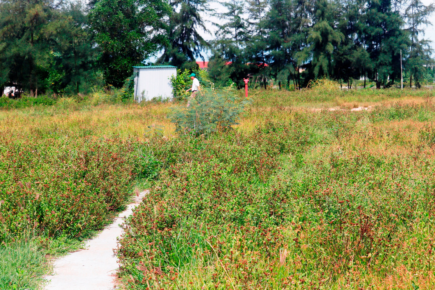 Mặt lát thuộc hệ thống thoát nước bao quanh mặt sân bị hỏng nát, tạo những hố sâu nguy hiểm. Đường bê tông bao quanh sân lu lấp cỏ dại.