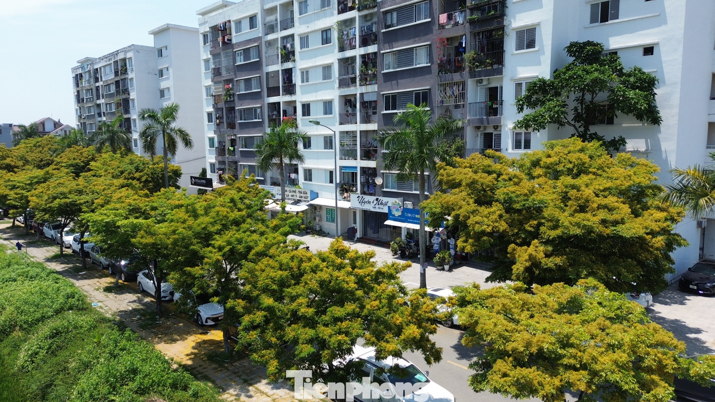 Mùa này, những con đường Tố Hữu, Hoàng Lanh, Nguyễn Thị Lài, Vũ Xuân Chiêm… (phường Xuân Phú, quận Thuận Hóa) ngập tràn sắc hoa sưa vàng rực, tạo nên khung cảnh phố thị tuyệt đẹp hòa giữa cây lá tự nhiên.