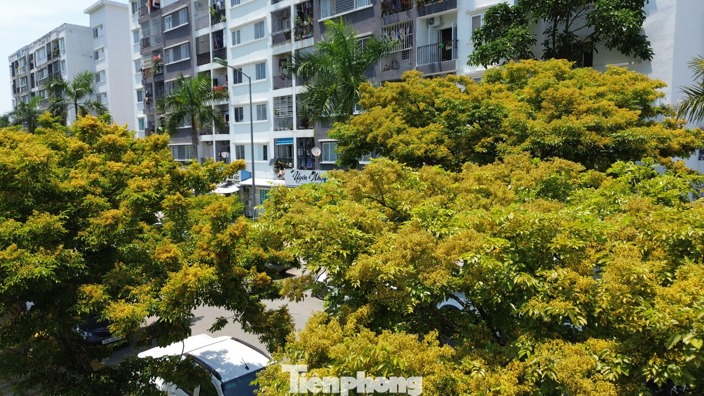 Đây là nơi để nhiều người tìm đến tận hưởng cảm giác thư thái và lưu lại từng khoảnh khắc đáng nhớ của những ngày đầu hè xứ Huế - thành phố của 4 mùa hoa.