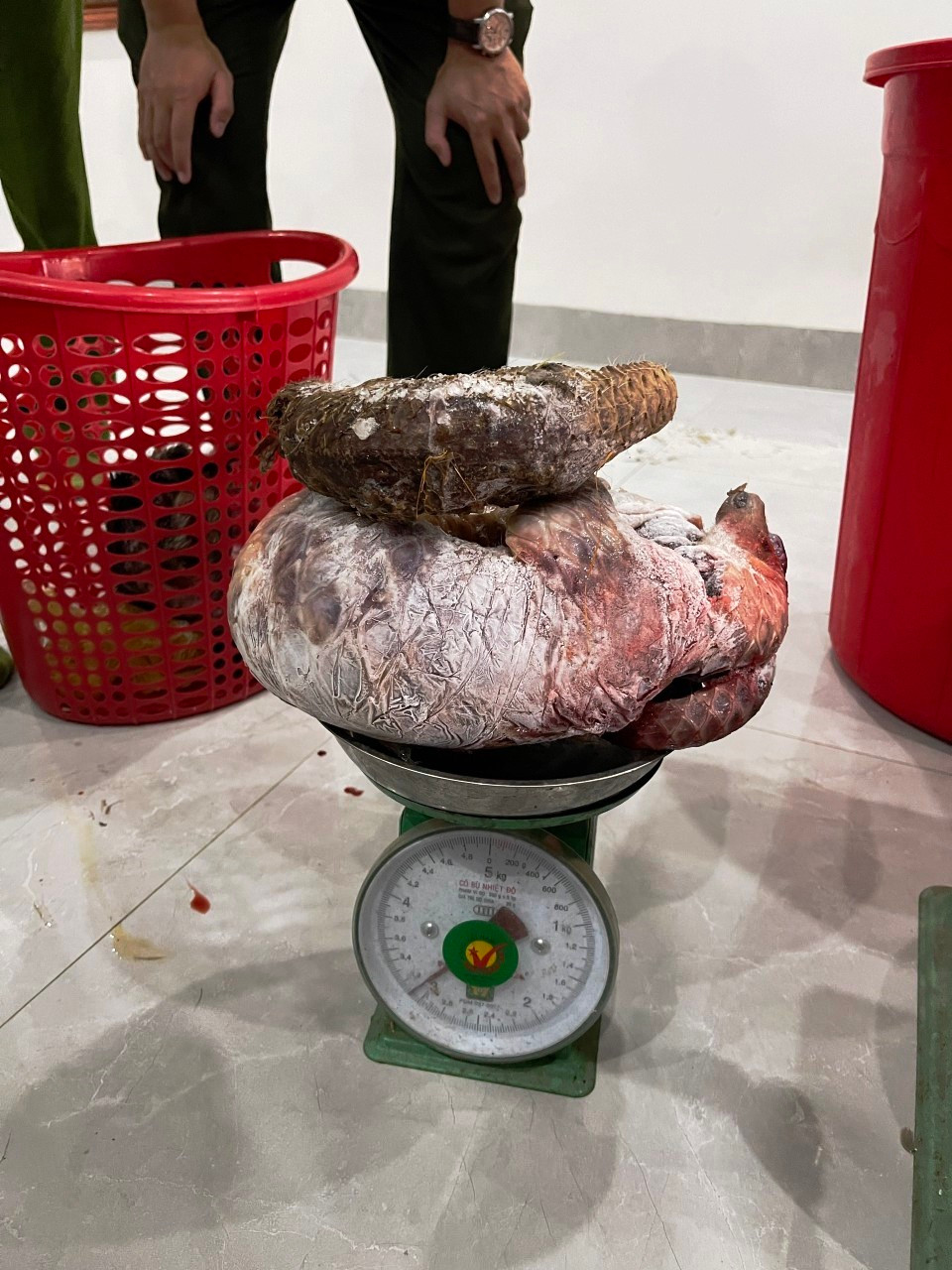 Hai cá thể tê tê đã chết thuộc danh mục động vật nguy cấp, quý hiếm được phát hiện tại nhà ông H. Ảnh: CACC