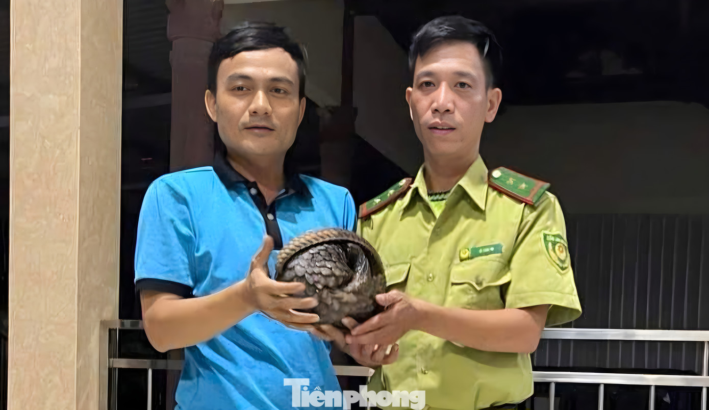 Đại diện cơ quan kiểm lâm tiếp nhận cá thể tê tê quý hiếm do người dân giao nộp. Ảnh: KLCC Đại diện cơ quan kiểm lâm tiếp nhận cá thể tê tê quý hiếm do người dân giao nộp. Ảnh: KLCC