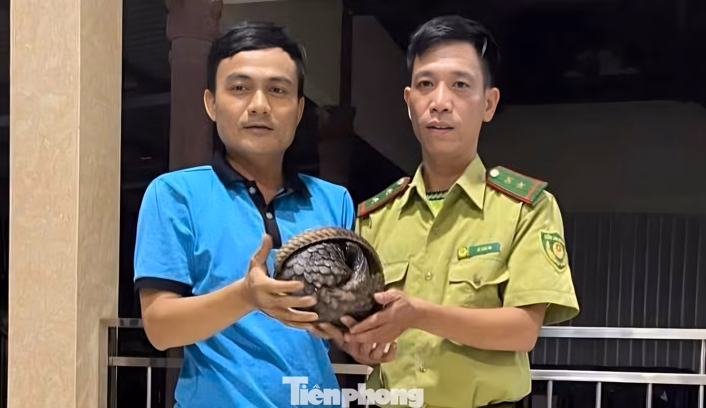 Đại diện cơ quan kiểm lâm tiếp nhận cá thể tê tê quý hiếm do người dân giao nộp. Ảnh: KLCC