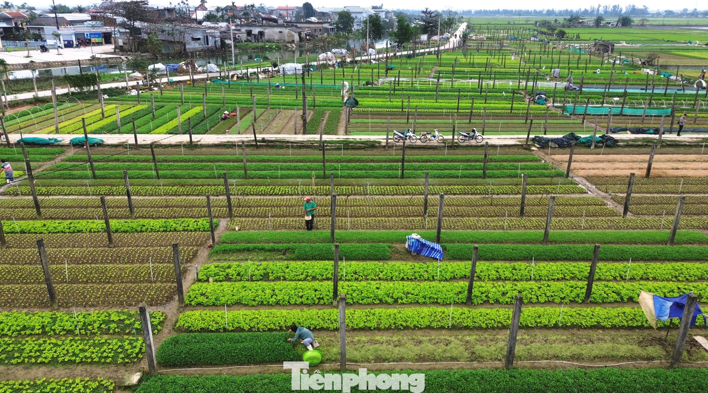 Những ngày này, làng rau Quảng Thành (huyện Quảng Điền) - vựa rau xanh lớn nhất thành phố Huế trở nên bận rộn, hối hả chuẩn bị cho vụ rau Tết Ất Tỵ năm 2025. Sắc xanh tươi tốt của cây lá từ đồng xa đến ruộng như tín hiệu vui về một vụ rau Tết bội thu.