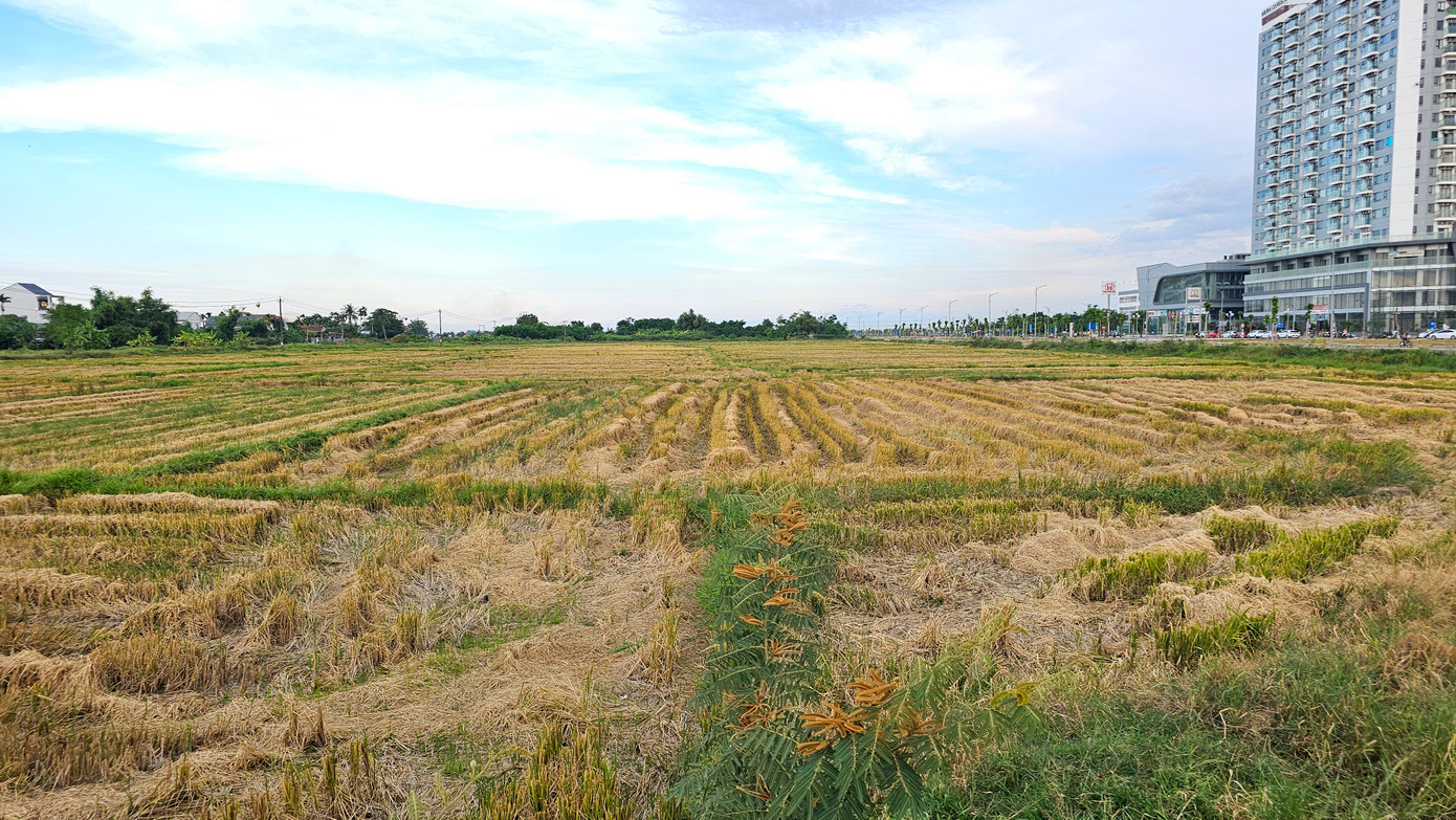 Thực hiện chỉ đạo của lãnh đạo tỉnh, nhiều địa phương đã chấp hành tốt. Rơm rạ sau thu hoạch được để lại trên đồng ruộng để tự phân hủy tăng chất hữu cơ cho đất, hoặc đóng cuộn để phục vụ sản xuất, chăn nuôi.